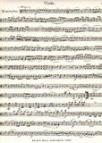 Viola